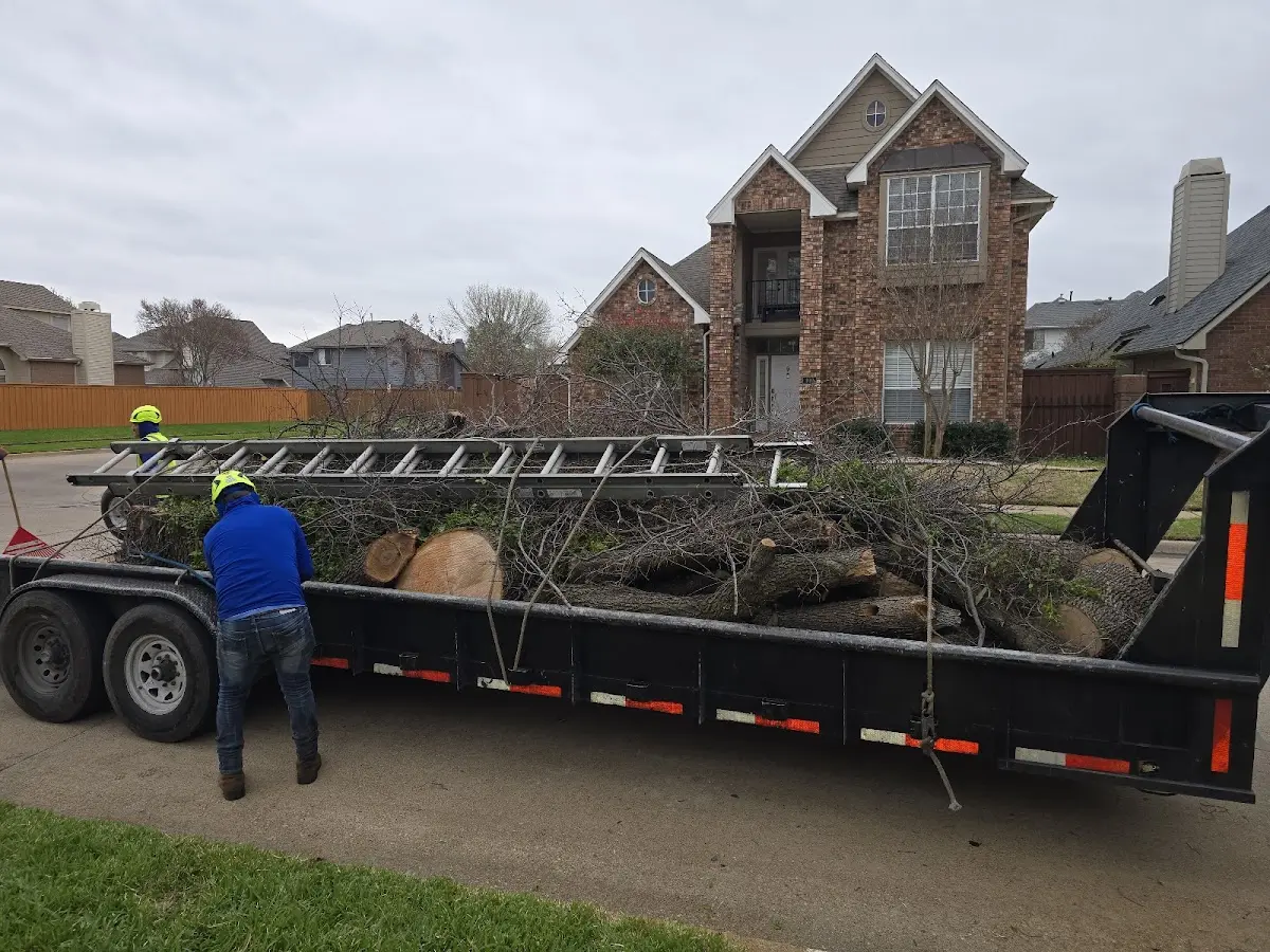 Expert Tree Removal with proper safety equipment in Bowie